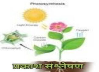 प्रकाश संश्लेषण क्रिया विधि : विभिन्न मत