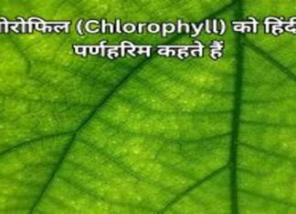 क्लोरोफिल (Chlorophyll) क्या है? Add a heading (25) (1)