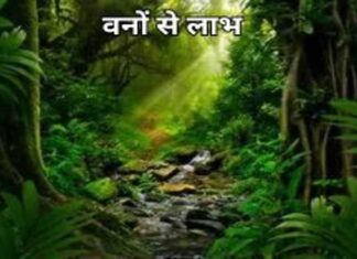 वनों का महत्व Add a heading (33) (1)