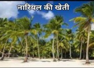 नारियल की खेती Add a heading (34) (1)