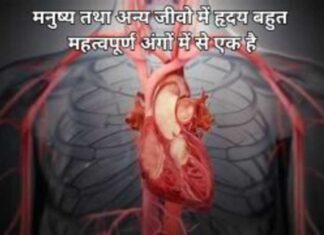 हृदय के कितने भाग होते हैं? और हृदय की संरचना (Human Heart) Add a heading (44) (1)