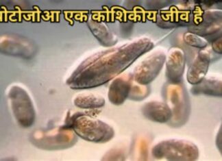प्रोटोजोआ एक कोशिकीय जीव है