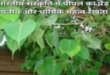 संस्कृति में पीपल का पेड़ पूज् यनीय और धार्मिक महत्व रखता है