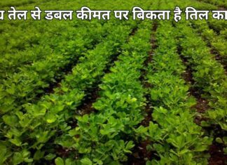 तिल की खेती के बारे में पूरी जानकारी, जानें कब तक कर सकते हैं तिल की बुवाई Add a heading (50) (1)