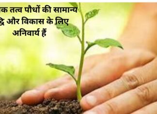 पौधों की अच्छी सेहत का राज़ Add a heading (6) (2)